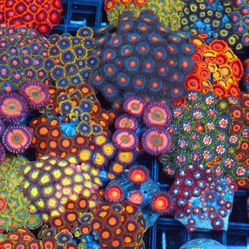 Aquarium decor Zoanthids