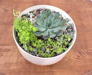 Succulent plants for sale 🪴Please read description