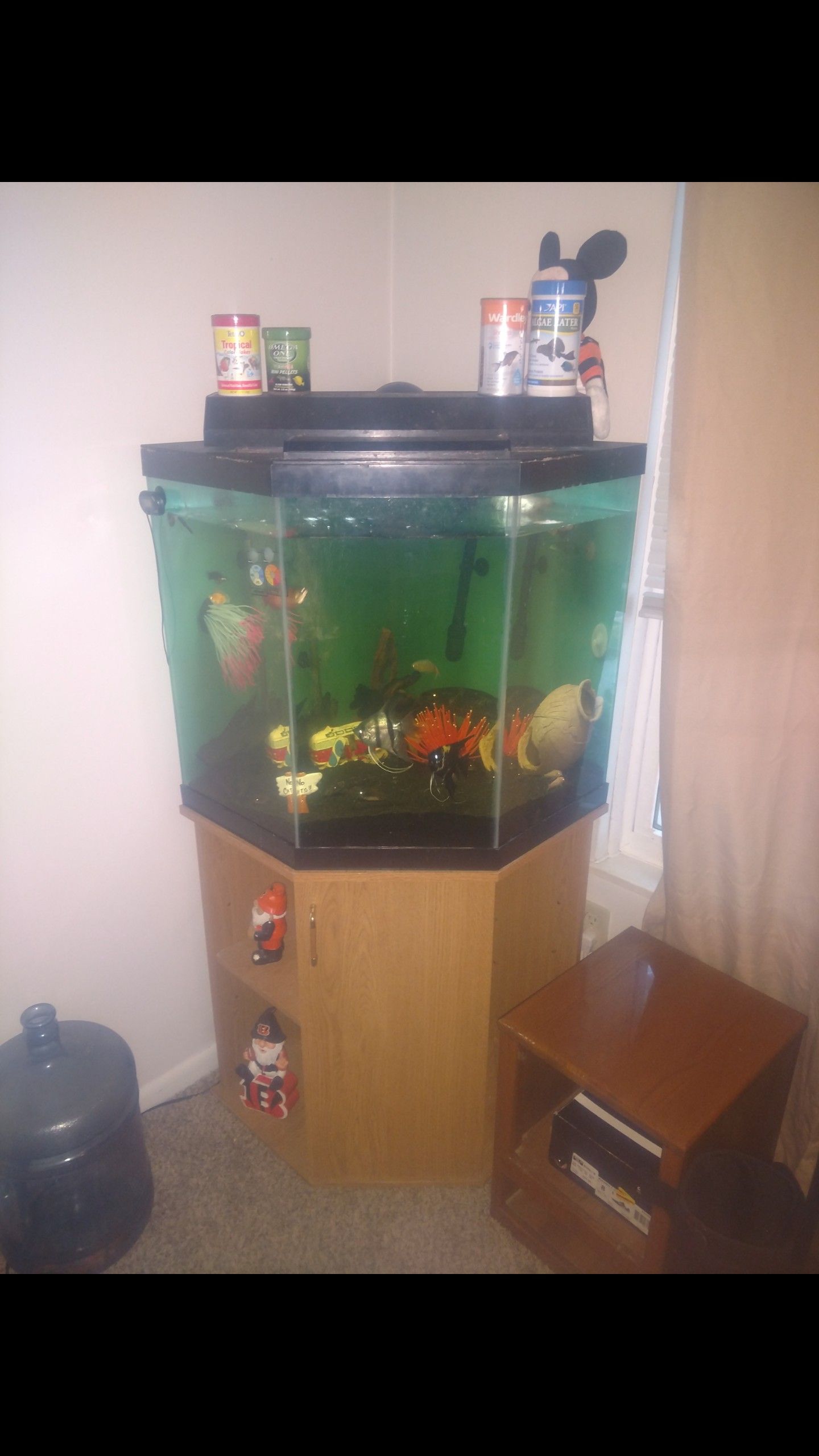 50 gallon aquarium