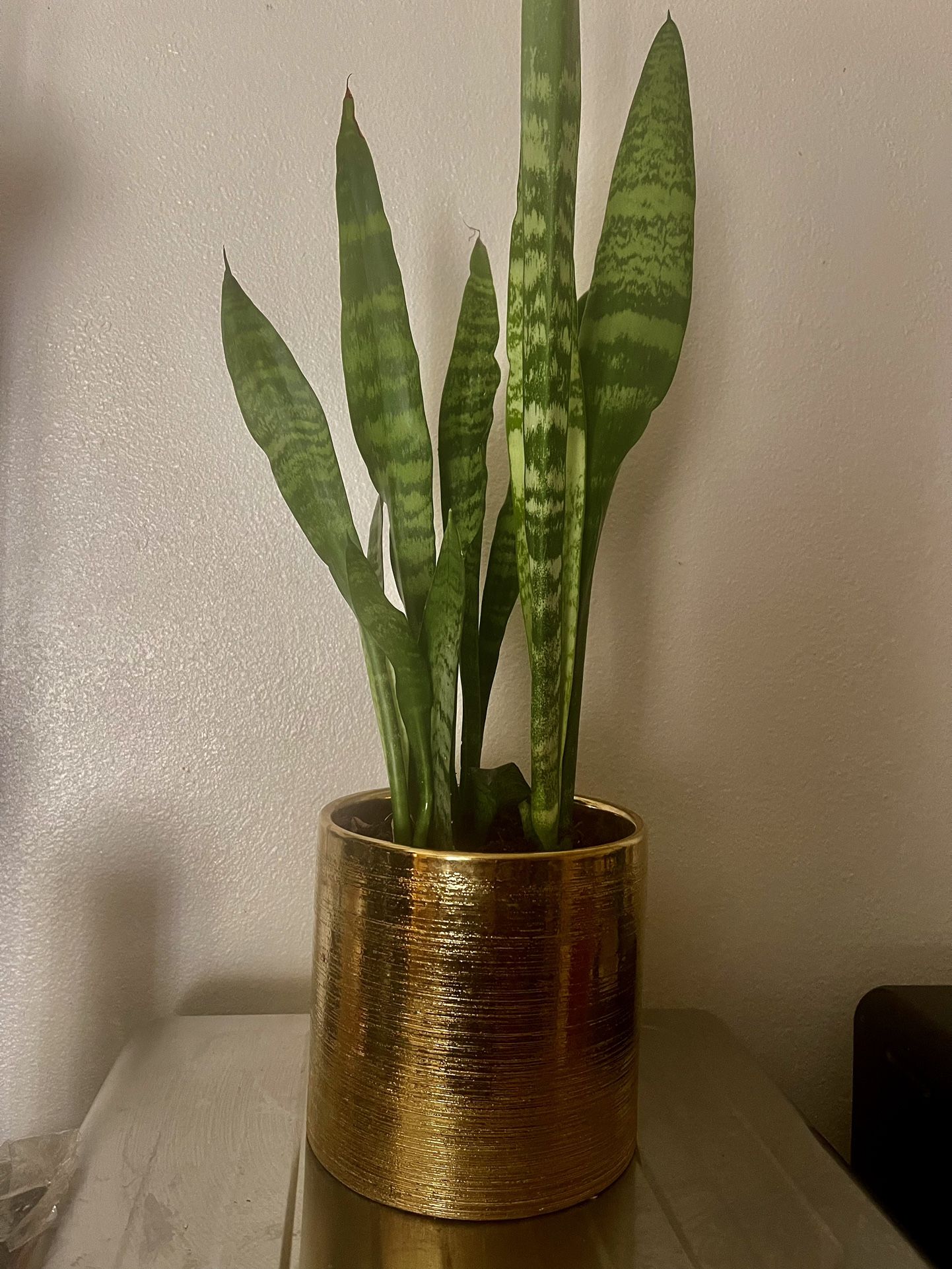 $30 Esneke Planta