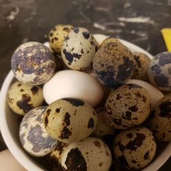 Fresh Quail Eggs