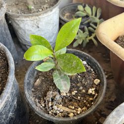 Pink Wax Apple Tree Cây Mận Hồng