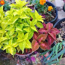 Coleus Plants
