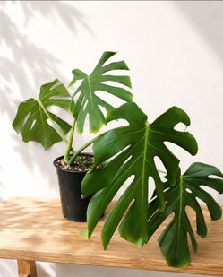 Monstera Deliciosa Swiss cheese plant