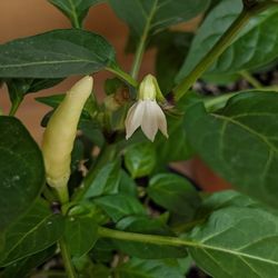 Tabasco — ¡Cultiva tu propia salsa Tabasco!