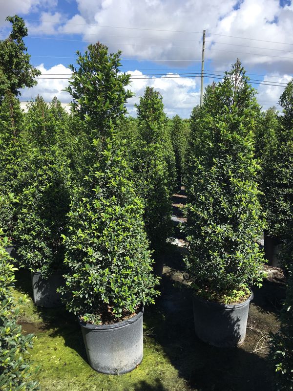 Topiary trees for Sale in Fort Lauderdale, FL OfferUp