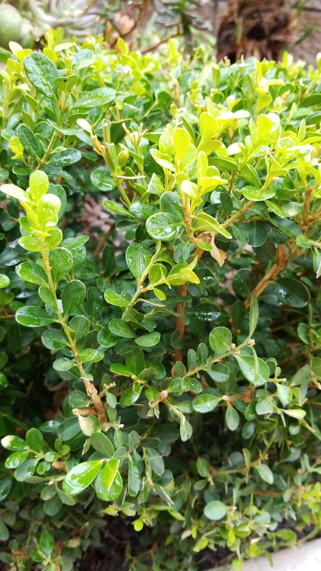 Shrub Wintergreen Boxwood for Sale in Corona, CA OfferUp