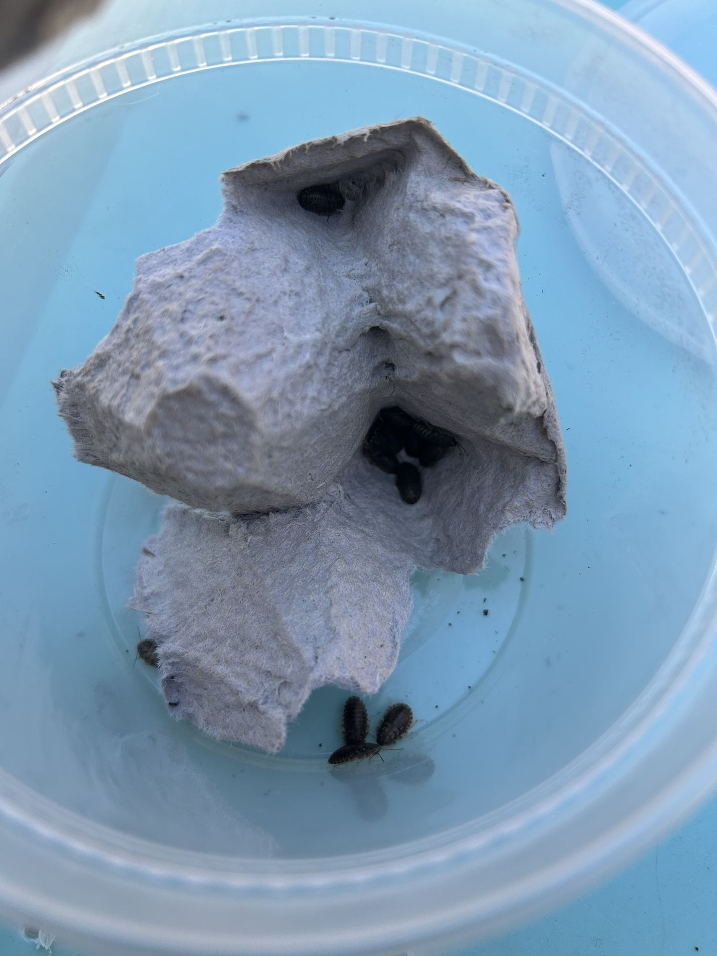 bins for pet dubia (read description) 