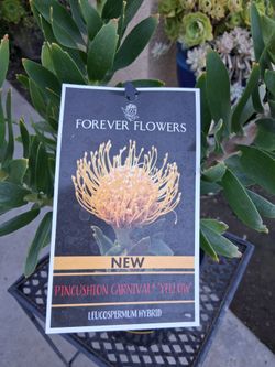 RARE "Forever Flower" Plant $43