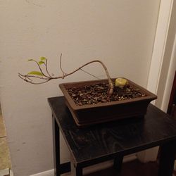 Ficus Retusa Cascading Bonsai 