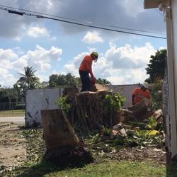 Stumps Grinder Molemos Troncos Y Raises 