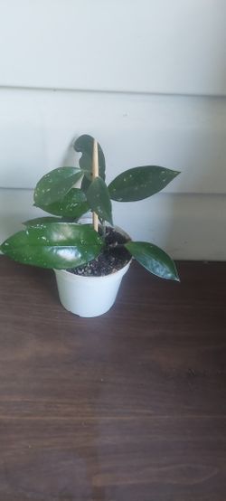 Hoya Plant