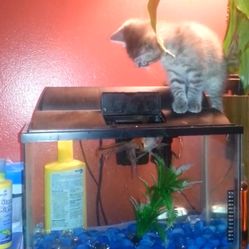 2 Fish Tanks