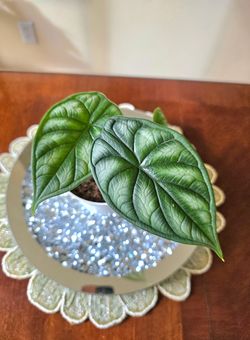 🐉💚Alocasia ‘Dragon Scale’💎💚🐉