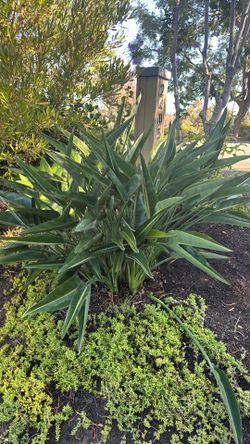 Huge bird of paradise free