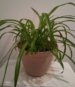 Well Rooted Large Houseplant In New Tan Pot