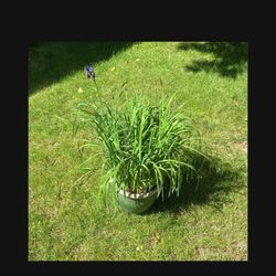 Caesars Brother Siberian Iris Perennial In 12" Ceramic Glazed Planter Flower Pot