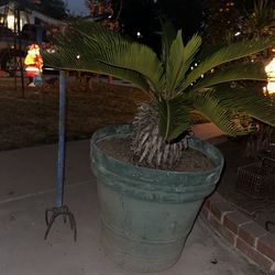 Sago Palm In 25 Gallon Pot