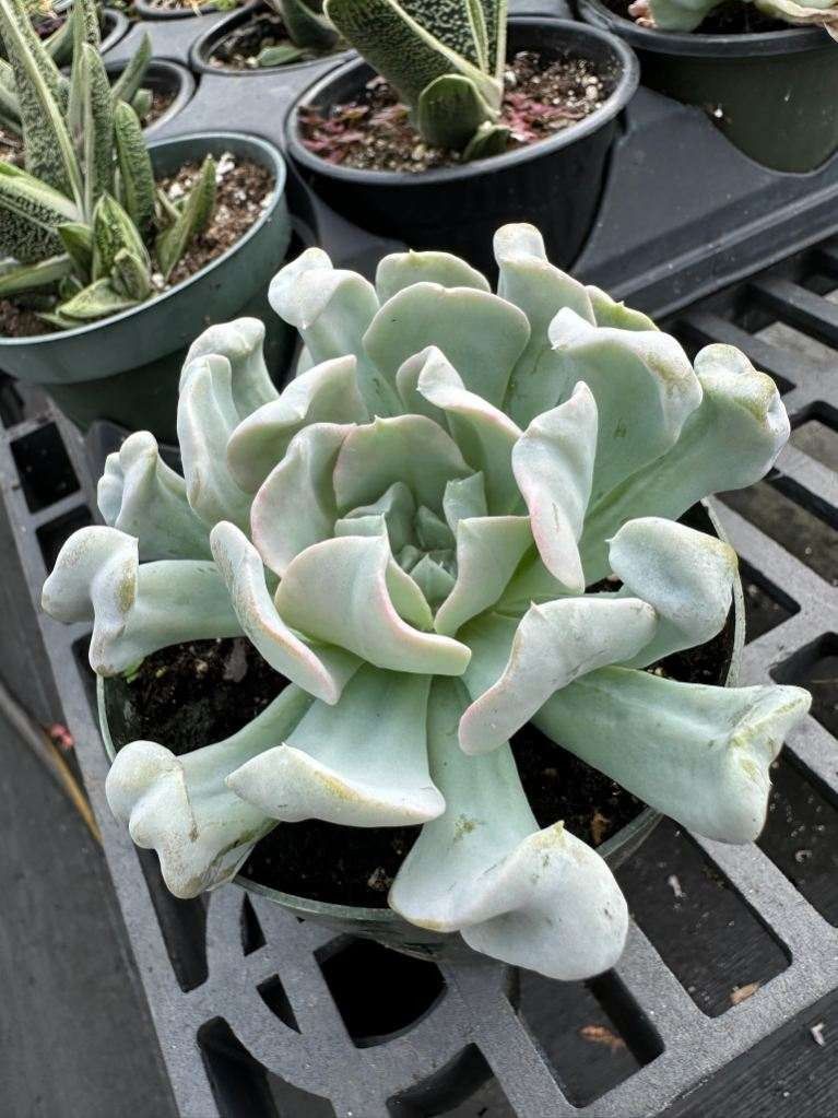 Echeveria runyonii 'Topsy Turvey', Rooted 4" Pot