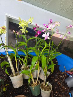 Orquídeas floreando.