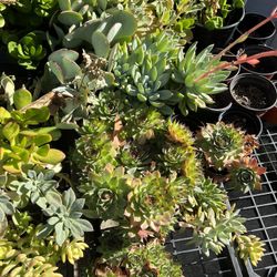 Various Succulents (READ DESCRIPTION) 2025
