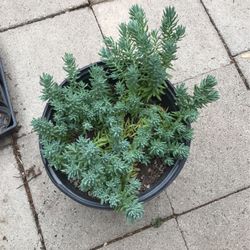 Succulents On 10 inches Pot