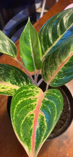 Aglaonema Green Papaya