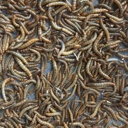 Mealworm Feeder Pet Supply 