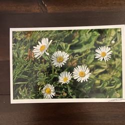 White And Yellow Dandelion Bunch Photography 