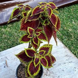 #11 Coleus plant 20' Tall In 1gal Pot. In & Outdoor Plant
