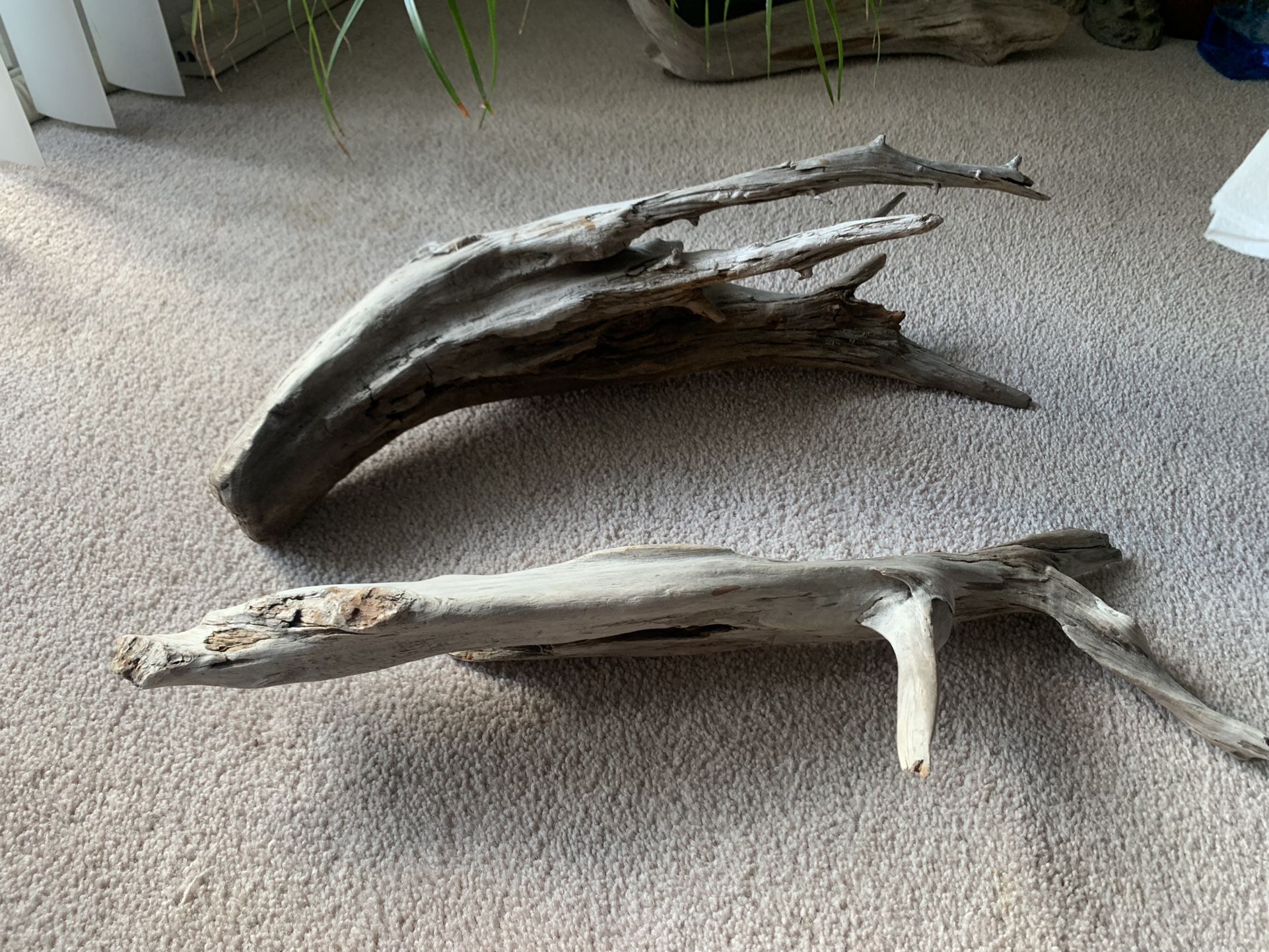 Drift Wood