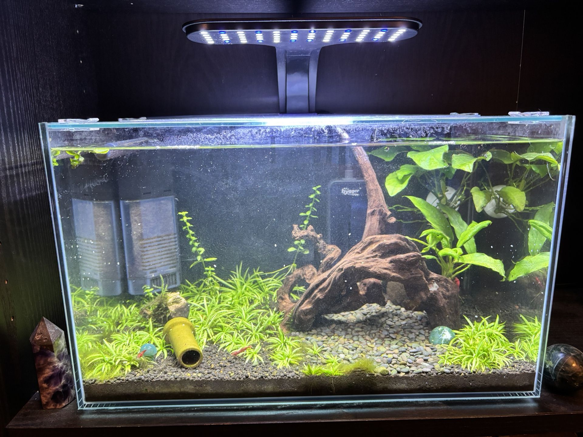 5-Gallon Aquarium - Fully Cycled And Ready