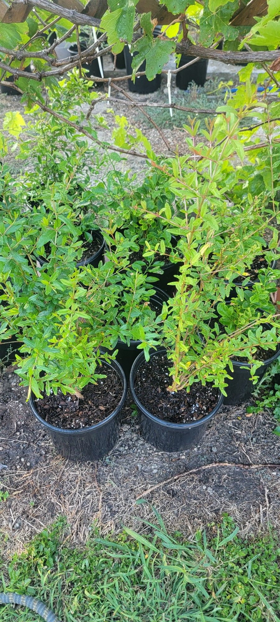 Plants For Sale
