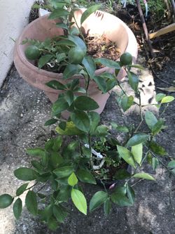 Lemon tree with lemon.