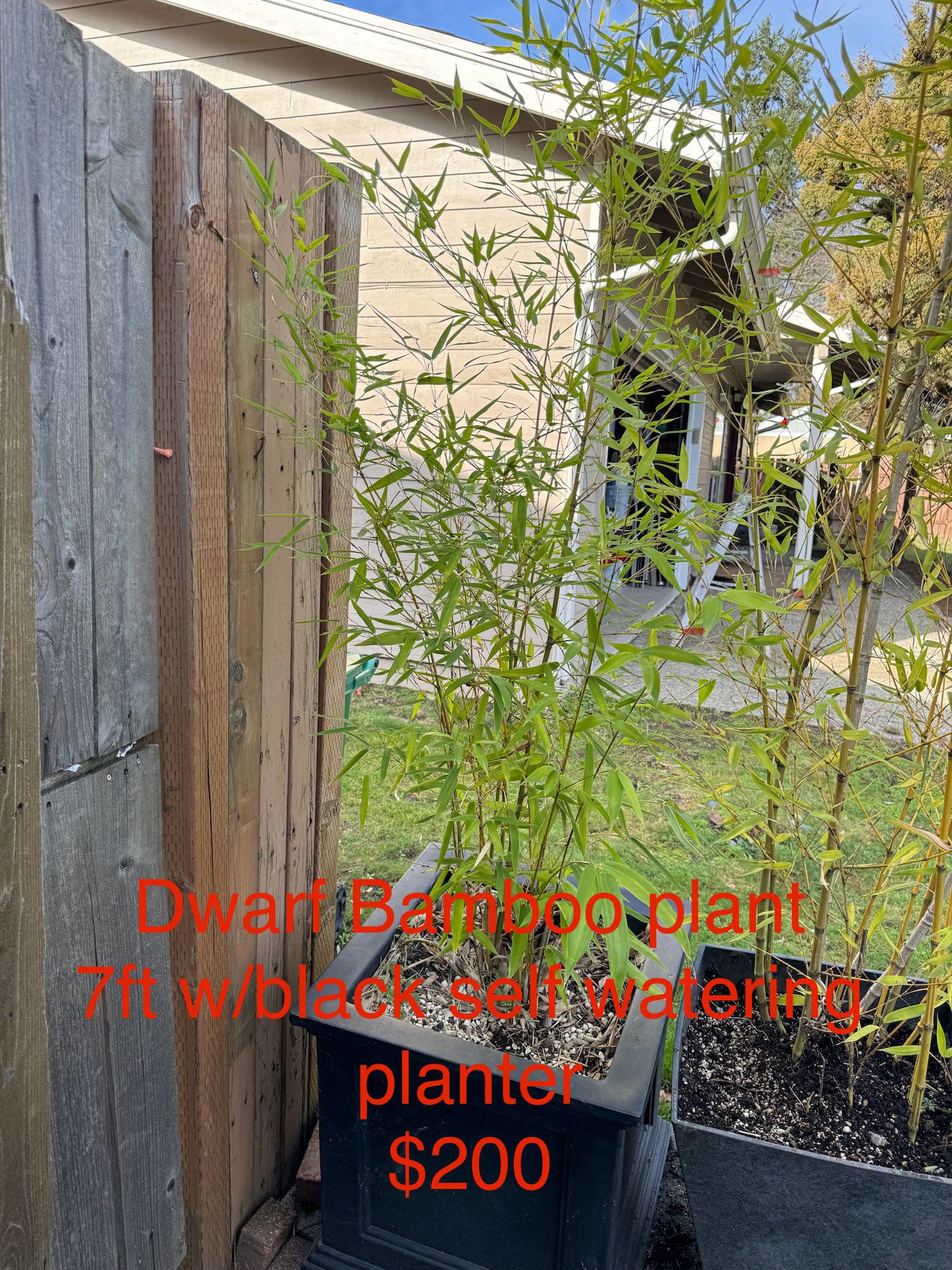Dwarf Bamboo plant  7ft w/black planter