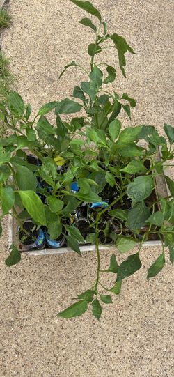 Jalapeño plants
