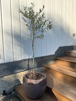 GORGEOUS OLIVE TREE. WILLING TO DELIVER!