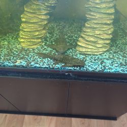 Bristlenose Nose Planko