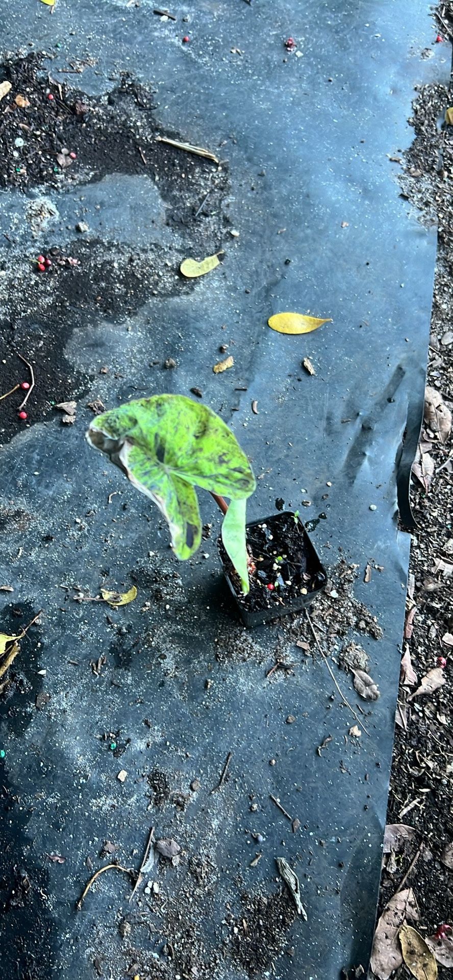 Mojito Colocasia Pond Plant 