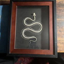 Snake Skeleton, Taxidermy, Shadowbox, Oddity, Curiosity, Gift Decor