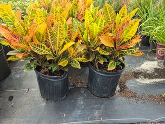 CROTONS PETRA 3 gallons