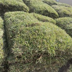 St. Augustine Sod