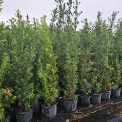 huge Podocarpus  over 6 to 7 feet tall Instant  privacy  judge for fence 
