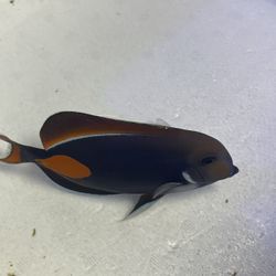 Achillies Tang Saltwater Decoration 