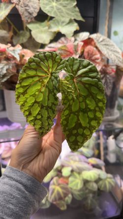 Begonia U038 FKA Chlorosticta Green Form
