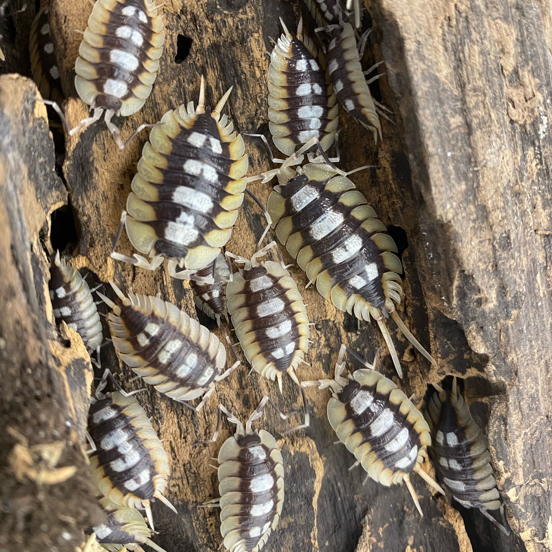 Isopod