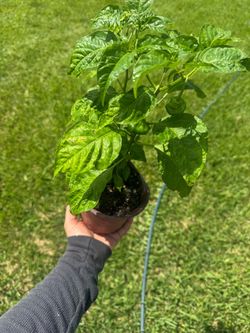 Aji cachucha no pica