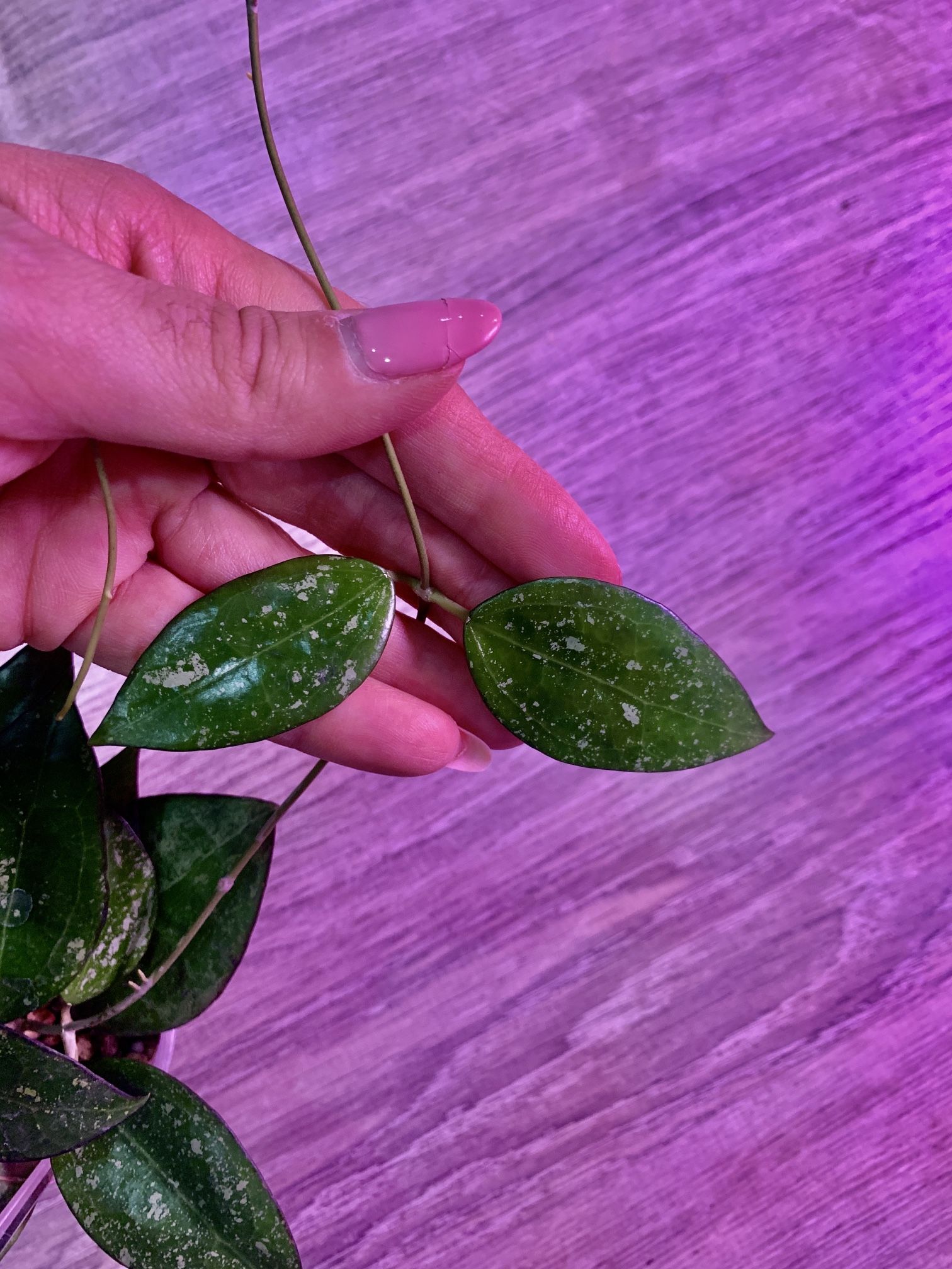 Hoya MA20 Cutting