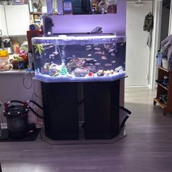 Fish Tank For Sale 