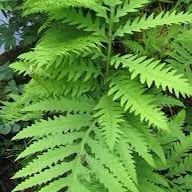 Sensitive Fern